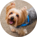 Assistente de Coffeebreak